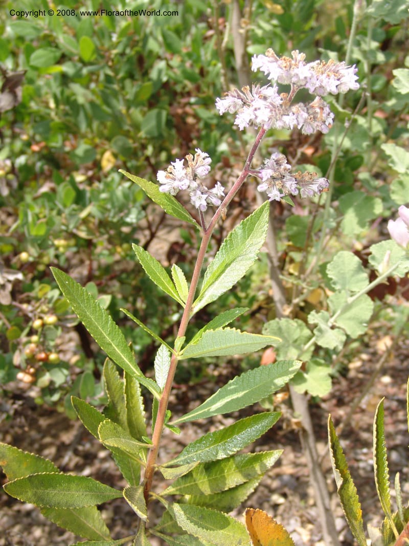 Eriodictyon trichocalyx, 2001.0659--CA. UC Berkeley Bot. Garden. 31 May 07. 660.jpg