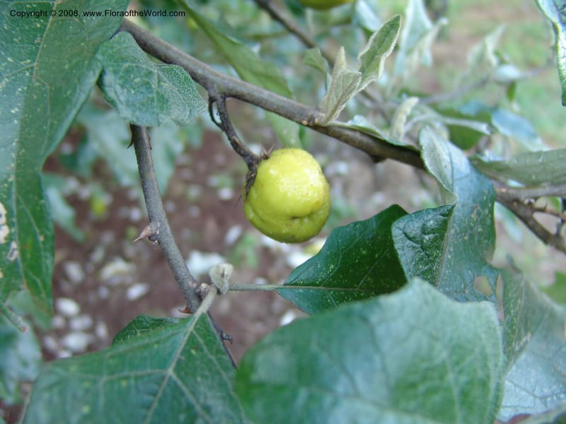 Solanum aculeastrum cf--Kenya. Brackenhurst Bot. Gard., Limuru.  26 Jun 04. 074.jpg