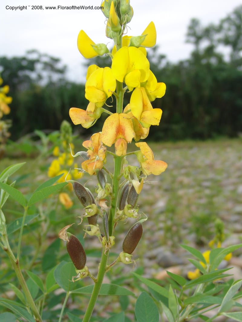 Crotalaria micans, AAraujoM3097--Bolivia. Pq. Nal. Madidi. Rio Yariapo, 4 km E of Chalalan. 25 Sep 06. 003.jpg