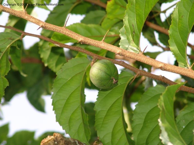 Oncoba spinosa--Kenya. Brooks Bond Tea Estate, Kericho. 10 Jul 04. 204.jpg