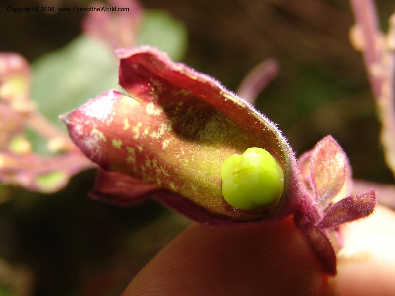 Clerodendrum, ZRogers1203--Madag. Anjozorobe, Aire Protegee, E Antsahabe. 17 Nov 06. 315.jpg