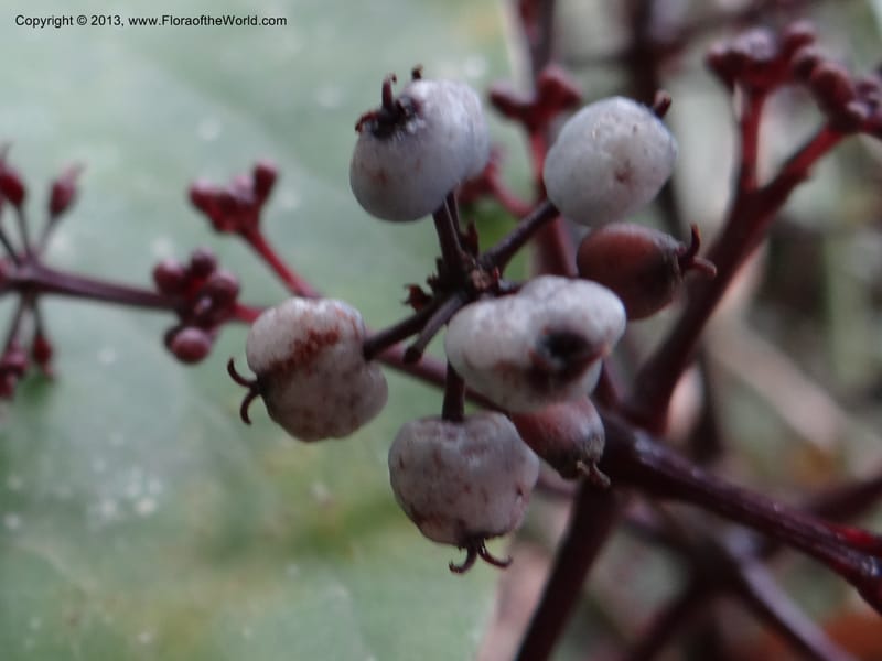 Polyscias purpurea, Gray, B 9640--Australia. Queensland. Mt. Lewis Rd., Mt. Lewis. 13 Nov 2013. DSC08352 (34).JPG