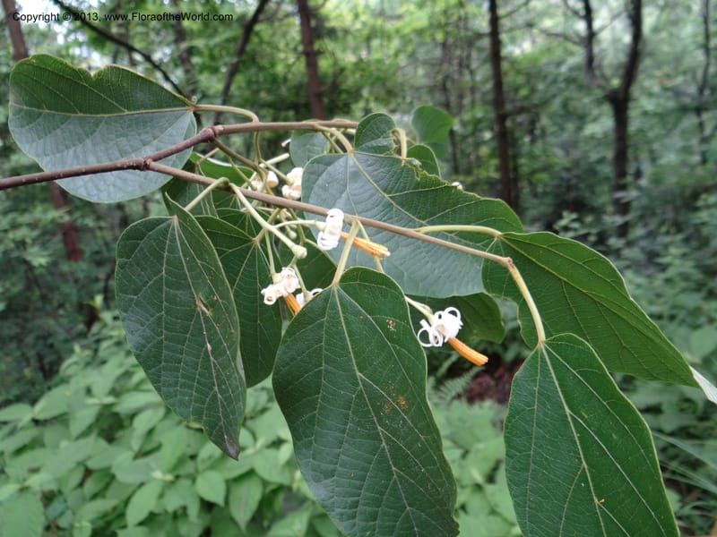Alangium kurzii, Davidson, C 11972--China. Zhejiang Prov. Tian Mu Shan. 1 Jun 2012. DSC01264 (75).JPG