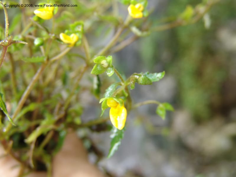 Calceolaria mexicana, Croat93268--Ecuador. Prov. Pichincha. Old hwy Quito to Sto. Domingo. 12 Aug 04. 301.jpg