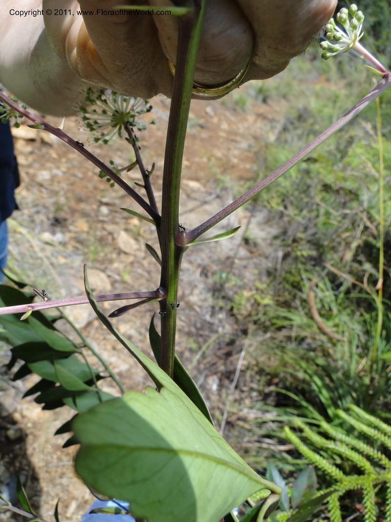 Myodocarpus fraxinifolius, (Lowry, P. P 7180)--New Caledonia. Mont Dore. 20 Jan 2010. 1842 (9).JPG