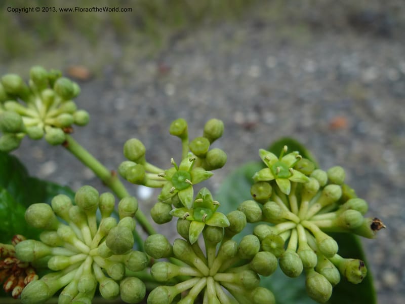 Aralia, SAN.153245--Malaysia, Sabah. Tawai For. Res. 9 Apr 2012. DSC07890 (103).JPG