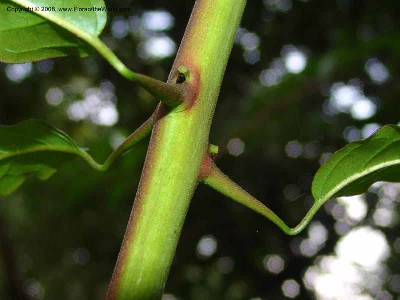 Quisqualis littorea--So. Africa. Lowveld Nat. Bot. Gard. 14 Mch 05. 089.jpg