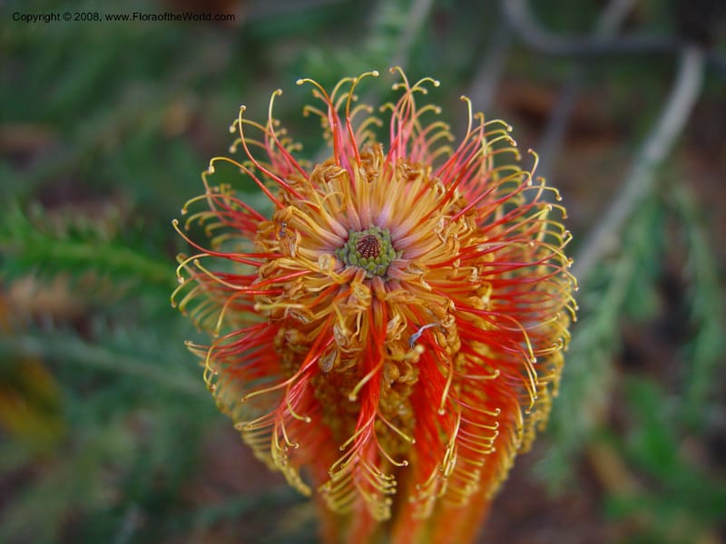 Banksia ericifolia--CA. UCLA. Mathias Bot. Gard. 13 Feb 03. 132.jpg