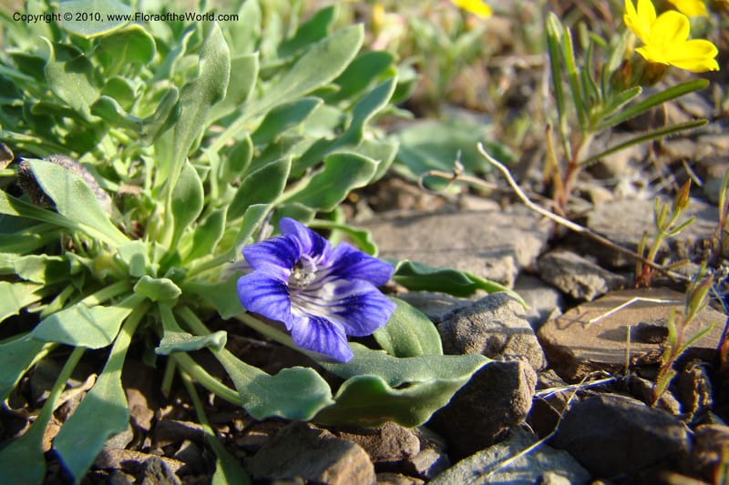Aptosimum indivisum, C. Davidson 11551--South Africa. Northern Cape. Toward Gannabos. 25 Aug 09. 010 (2).jpg