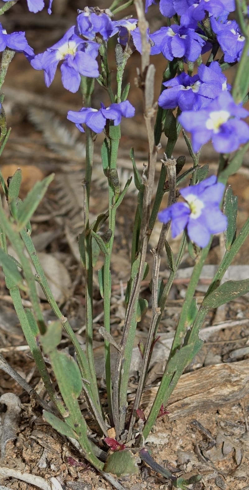 Dampiera fasciculata, Davidson, C 13525--Australia. W. A. Trail to Mt. Hassell. 30 Oct 2016. DSC07078 (70).JPG