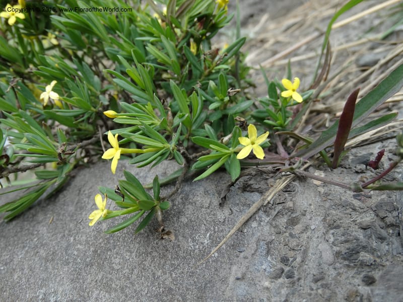 Wikstroemia, Boufford, D 43598--China. Sichuan. Yonghe Village. 6 May 2014. DSC04110 (26).JPG