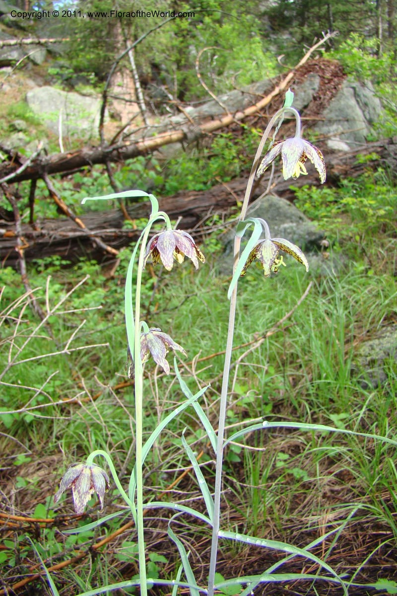Fritillaria atropurpurea, C. Davidson 11437--Idaho. Valley Co. Payette Lake. Sylvan Beach. 7 June 2009. 033.jpg