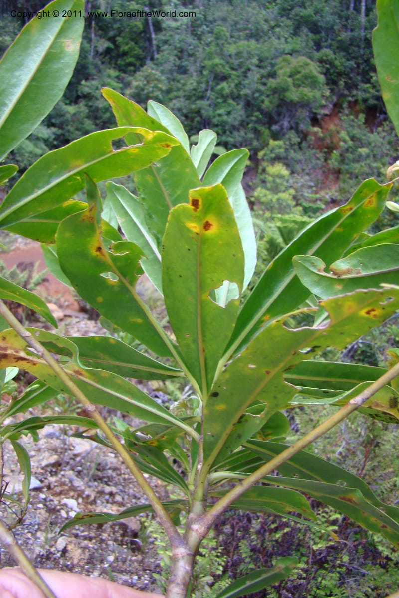Scaevola, M. Callmander 805--New Caledonia. Mont Dore. 20 Jan 2010. 001 (163).jpg