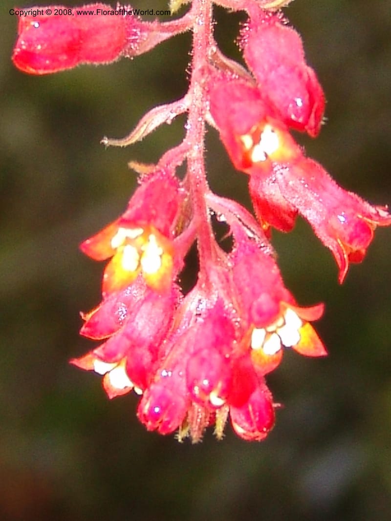 Ribes, RVasquez32898--Peru. Prv Pauctb. Rd to Manu NP. 27 Oct 07. 393.jpg