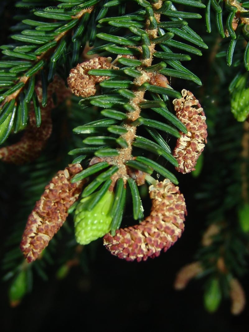 Picea orientalis--Georgia. Bakuriani Botanical Garden. Forest. 7 Jun 05. 084.jpg
