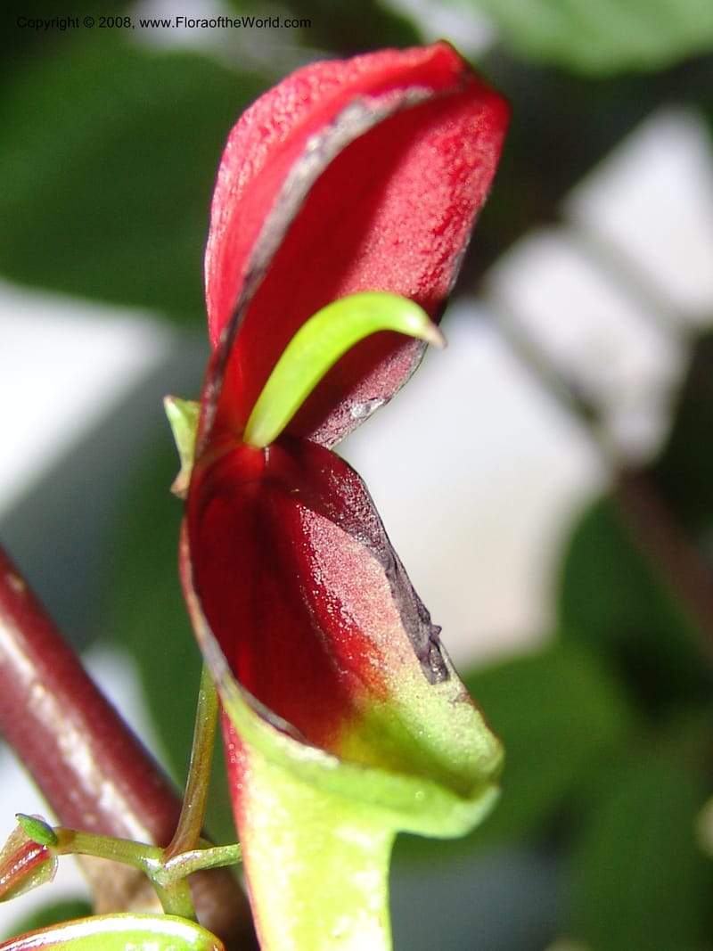 Impatiens hians--France. Nancy. Jard. Bot. Montet. 2 May 05. 183.jpg