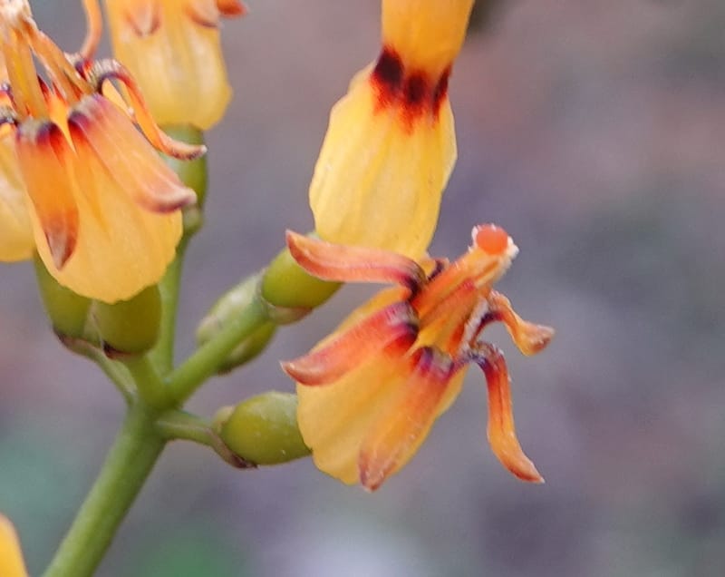 Macrosolen cochinchinensis, D. Boufford 44099--China. Yunnan. Lao jun Shan. 30 Apr 2018. DSC00424 (647).JPG
