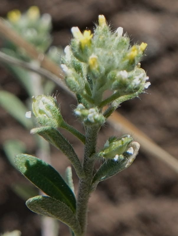 Alyssum alyssoides, C. Davidson 13796--Oregon. Union Co. Hwy 82, near summit. 6 Jun 2018. DSC05441 (75).JPG