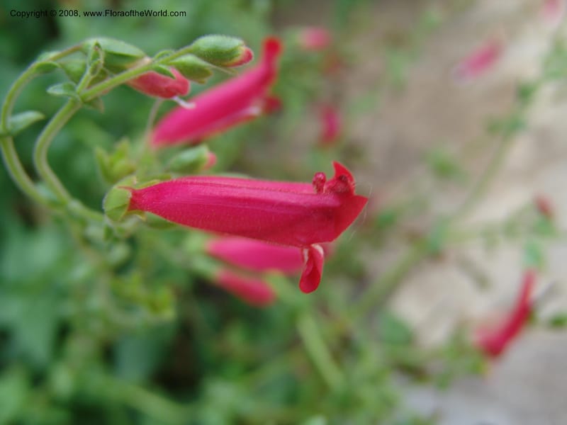 Penstemon baccharifolius--TX. Johnson Wildflower Center. 13 Jun 04. 008.jpg