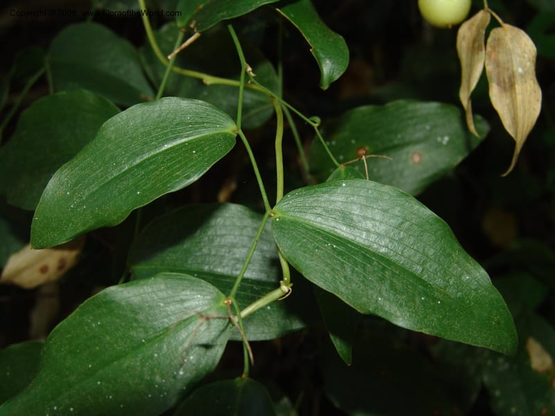 Behnia reticulata--So.Africa. E. Cape. Maitland Nat.Res. 5 Mch 05. 035.jpg
