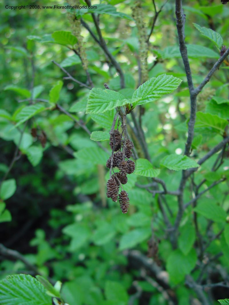 Alnus sinuata--ID. Valley Co. Payette Lake. 12 Jun 03. 029.jpg