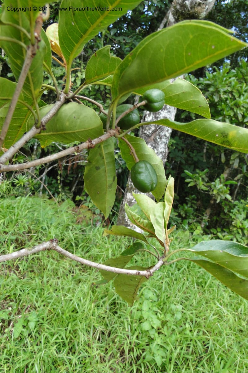 Pittosporum, J. Munzinger 6513--Fiji. Nadarivatu Nature Reserve. 10 Feb 2011. 026 (288).jpg
