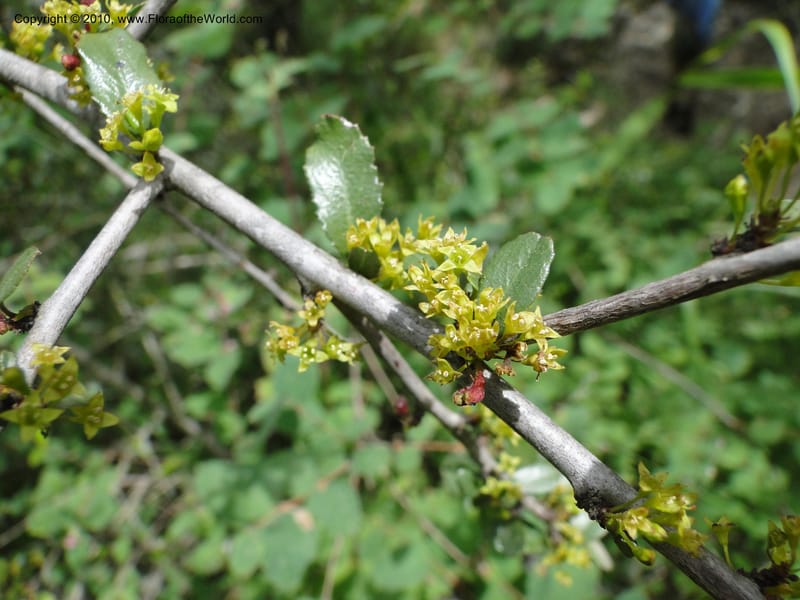 Rhamnus crocea, C. Davidson 11726--California. Santa Barbara Co. 4 April 2010 155 (5).jpg