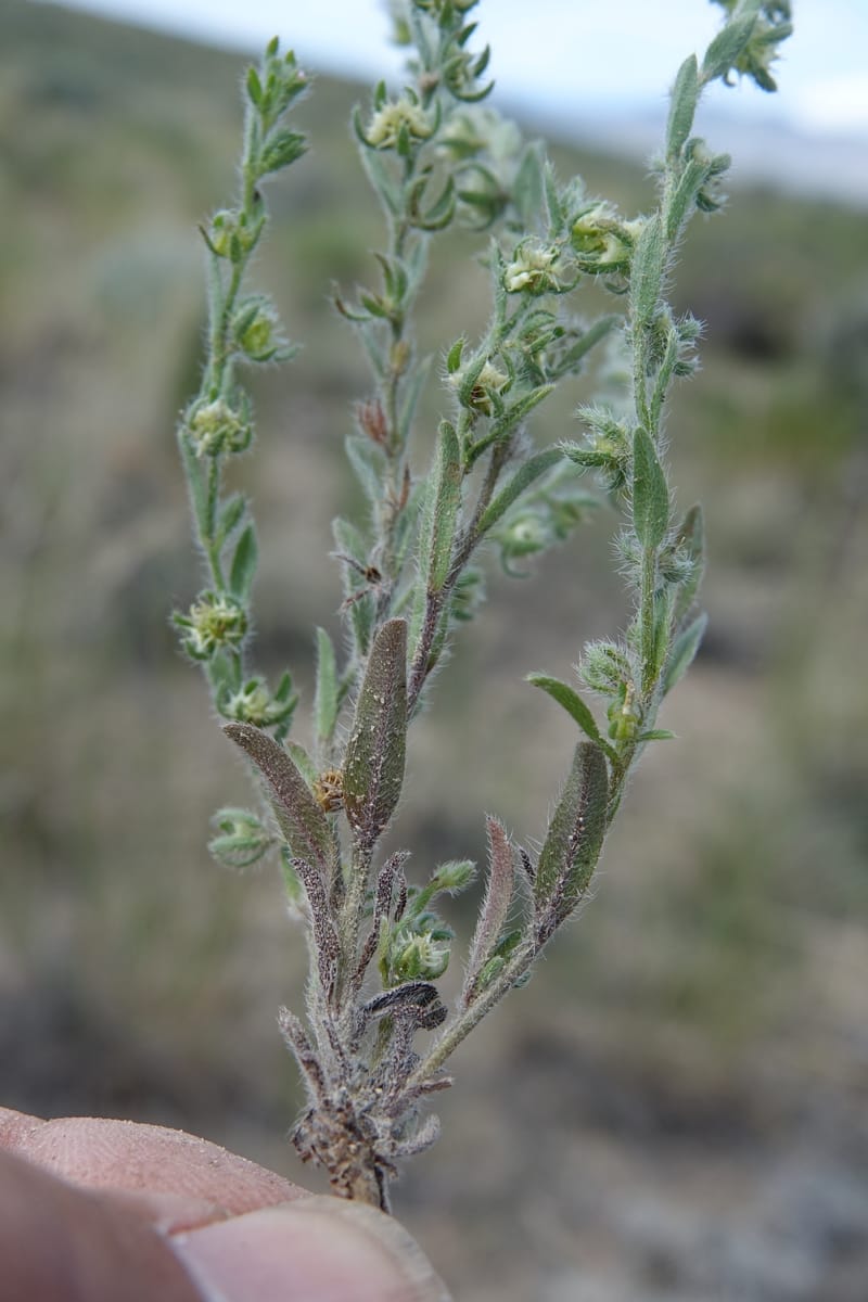 Lappula redowskii var. cupulata, C. Davidson 13659--ID. Hwy 22 W of Dubois. 17 Jun 2017. DSC02303 (111).JPG
