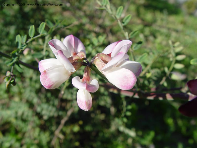 Coronilla viminalis, 2003.0306--Spain. Barcelona Botanic Garden. 21 Apr 04. 002.jpg
