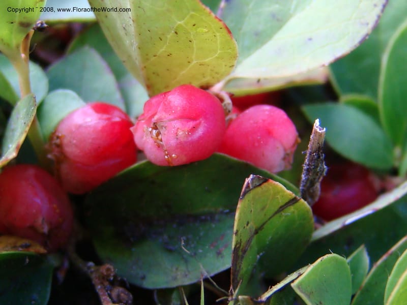 Gaultheria humifusa, CDavidson11280--ID. Idaho Co. Granite Lake. 25 Aug 08. 057.jpg
