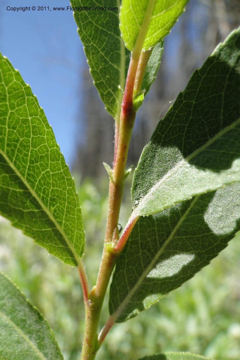 Salix, Davidson, C 11870--Idaho. Idaho Co. Warren Wagon Rd. 8 July 2011. 074 (19).jpg