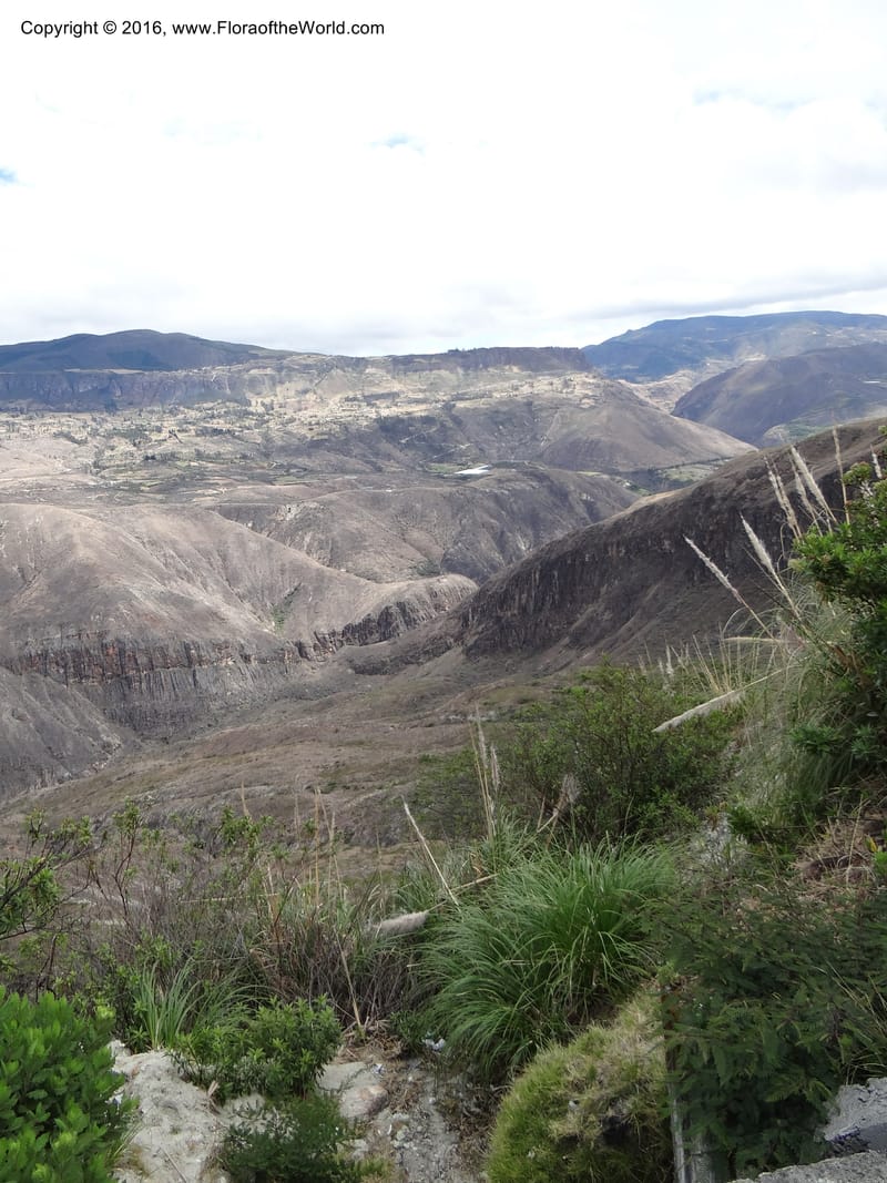 Ecuador. Chuchudel-Loja habitat. DSC04673 (2).JPG