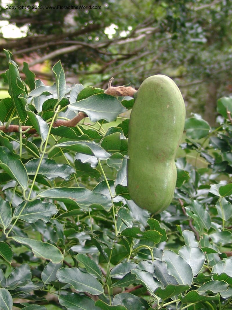 Afzelia quanzensis--So.Africa. Durban Bot. Garden. 14 Mch 05. 026.jpg