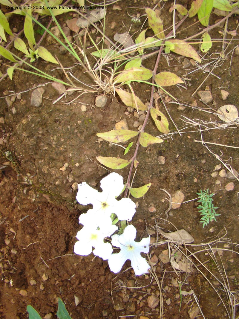 Cycnium adonense, RGereau7033--Tanz. Mbeya Rural Distr. Utengule Coffee Lodge. 26 Jan 08. 299.jpg