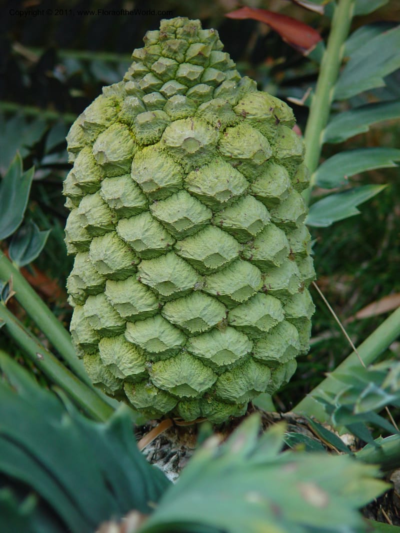 Encephalartos arenarius, 81896--CA. Huntington Bot. Gard. CDav14 Feb 03. 158.jpg