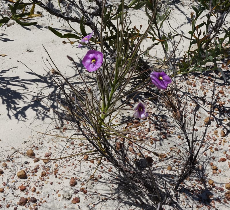 Byblis lamellata, Davidson, C 13426--Australia. W.A. Green Head-Coorow Rd. Stop 2. 24 Oct 2016. DSC04873 (63).JPG