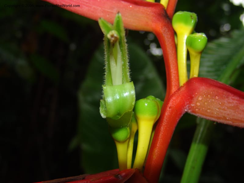 Heliconia aemygdiana v. transandina, Croat94411--Ecuador. Prov. Pichincha. Res. Guaycuyacu. 11 Feb 05.  007.jpg