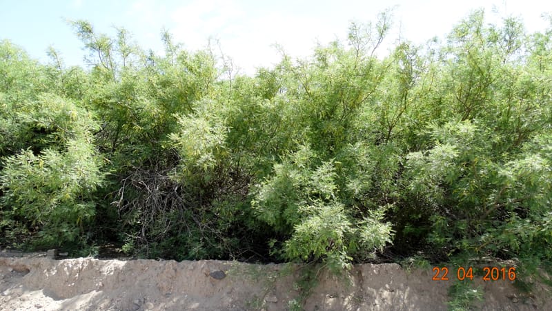 Prosopis glandulosa torreyana, Davidson, C 13168--California, Afton Canyon, 22 Apr 2016  8301 (9).JPG