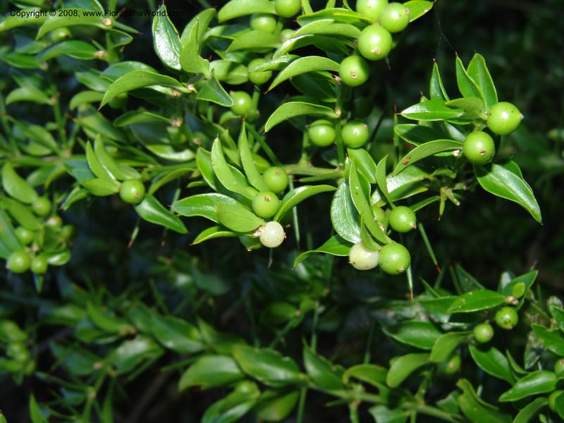 Azima tetracantha--So.Africa. E. Cape. Maitland Nat.Res. 5 Mch 05. 118.jpg