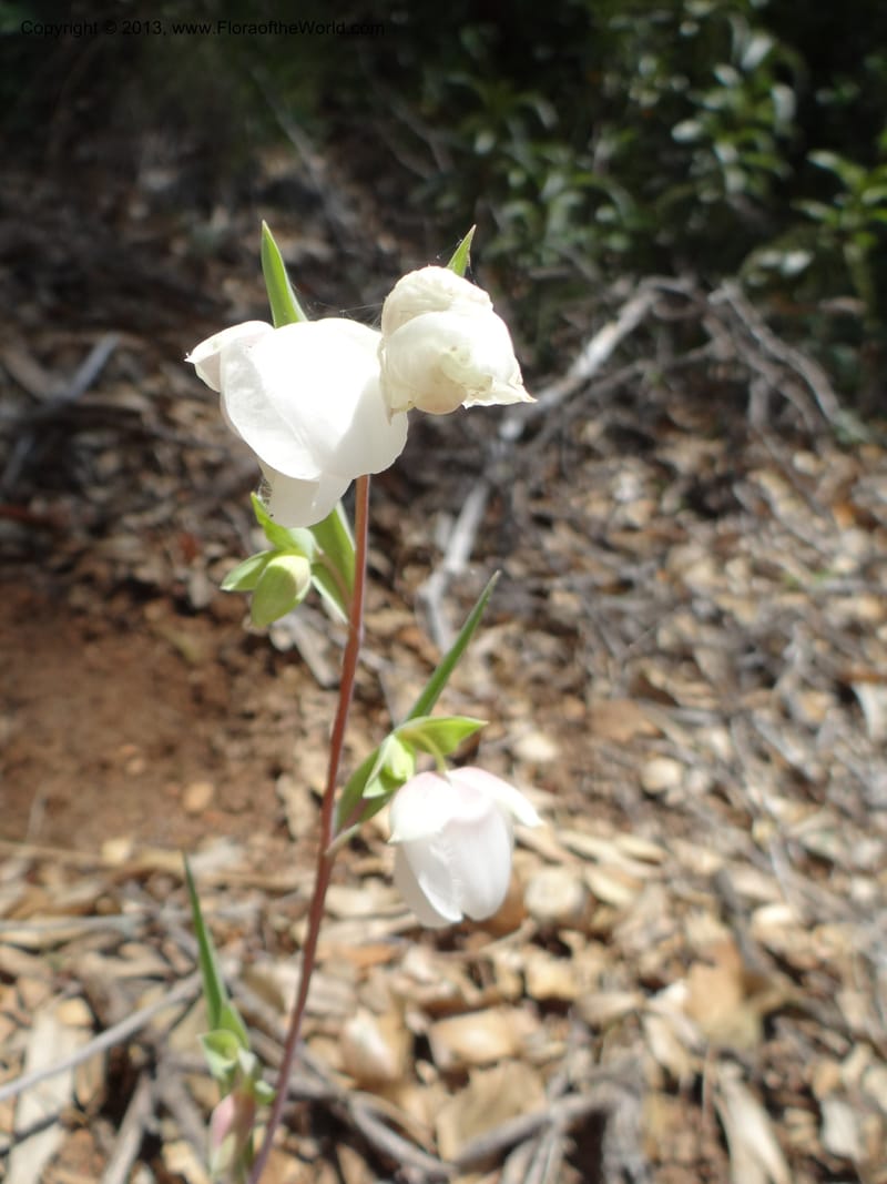Calochortus albus, Davidson, C 12137--Calif. Nevada Co. 19 Apr 2013.  (15).JPG