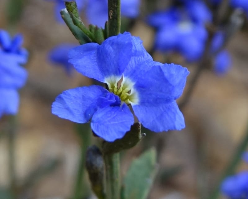 Dampiera fasciculata, Davidson, C 13525--Australia. W. A. Trail to Mt. Hassell. 30 Oct 2016. DSC07078 (81).JPG