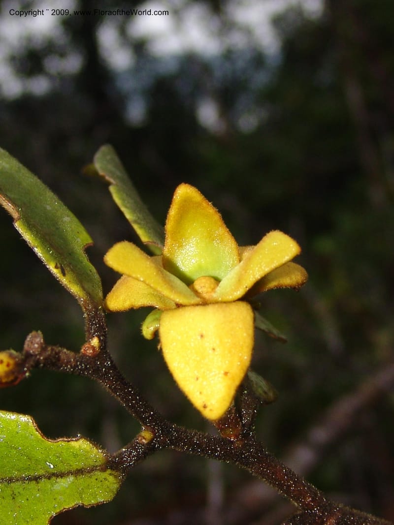 Guatteria, DNeill15746--Ecuador. Prov. Zamora Ch. Silica Mine, Las Orquideas. 15 Sep 07. 484.jpg