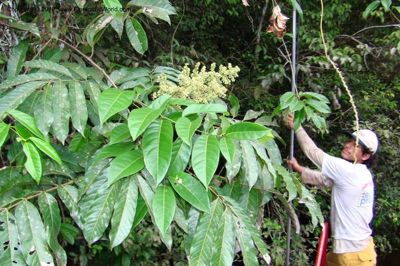 Talisia, RVasquez34835--Peru. Loreto. Dist. Nauta. Qbda Nawapa, Rio Tigre. 11 Nov 08. 928.jpg