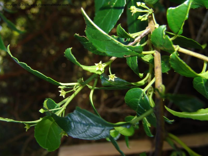 Rhamnus prinoides--So.Africa. E. Cape. Maitland Nat.Res. 5 Mch 05. 224.jpg