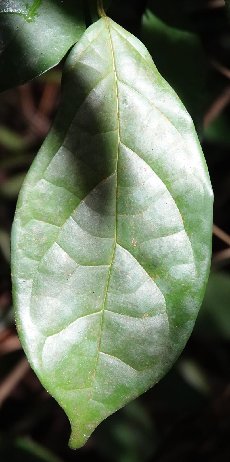 Thomandersia laurifolia, C. Davidson 13964--Gabon. Arb. Sibang. 5 Nov. 2018. DSC02235 (351).JPG