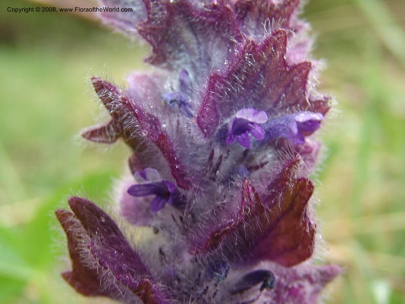 Ajuga orientalis--Georgia. Kazbeki . Trail-road to Sameba Church. 2 Jun 05. 304.jpg