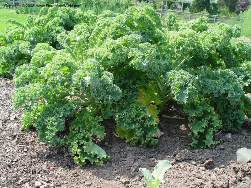 Brassica oleracea cv. Winterbur, kale--PA. Longwood Garden. 25 Jun 03. 079.jpg