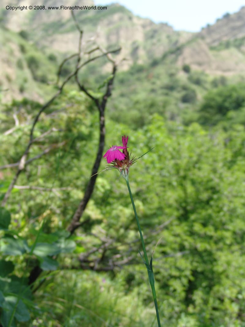 Dianthus subulosus--Georgia. Shio Mgvime Monastery road. 12 Jun 05. 090.jpg