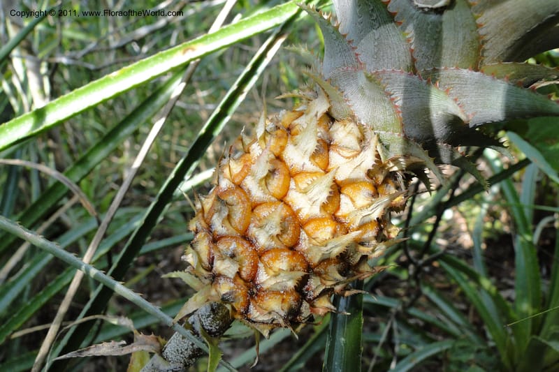 Ananas ananassoides, W. D. Stevens 31039--Paraguay. Edo. Amambay. Cerro Cora. 15 Mar 2011. 398 (17).jpg