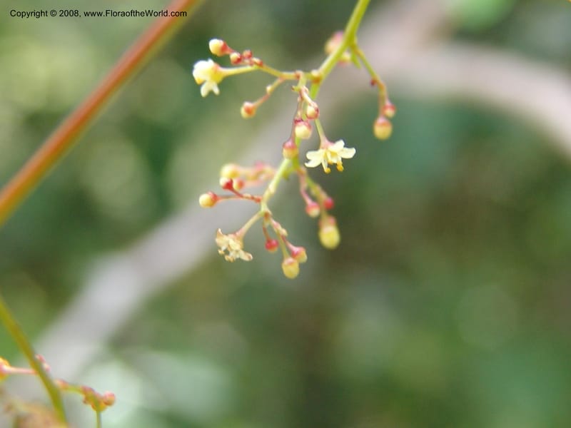 Rhus acocksii--So.Africa. E. Cape. Umtamvuna Nat. Res. 11 Mch 05. 458.jpg